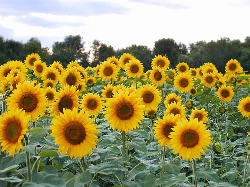 sunflowers (Helianthus sp.) [Highway 27, Alexandria, Douglas County, Minnesota]