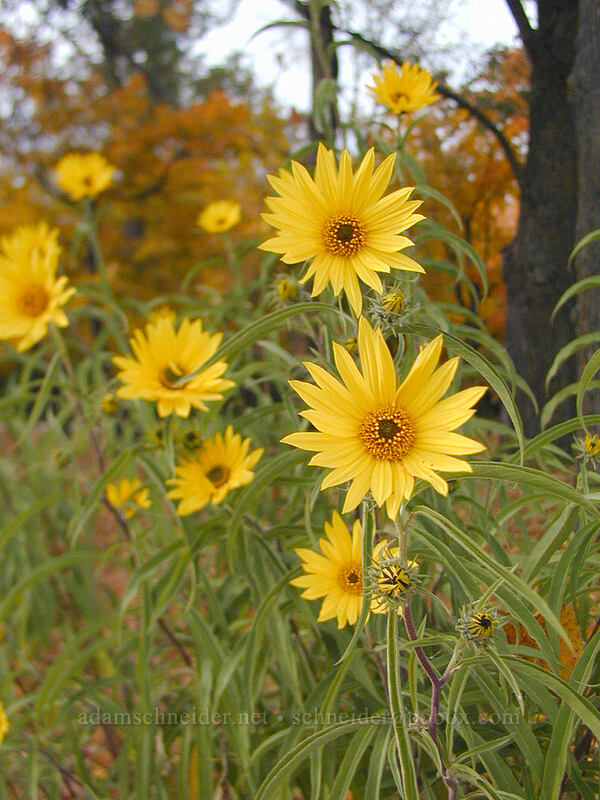 autumn sunflowers [Lake L'Homme Dieu, Alexandria, Douglas County, Minnesota]