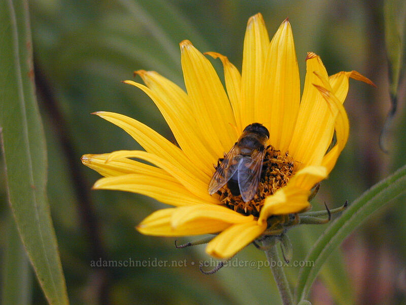 autumn sunflower & flower fly [Lake L'Homme Dieu, Alexandria, Douglas County, Minnesota]