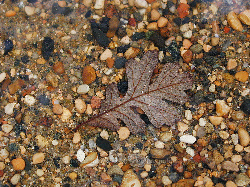 oak leaf under water [Lake L'Homme Dieu, Alexandria, Douglas County, Minnesota]