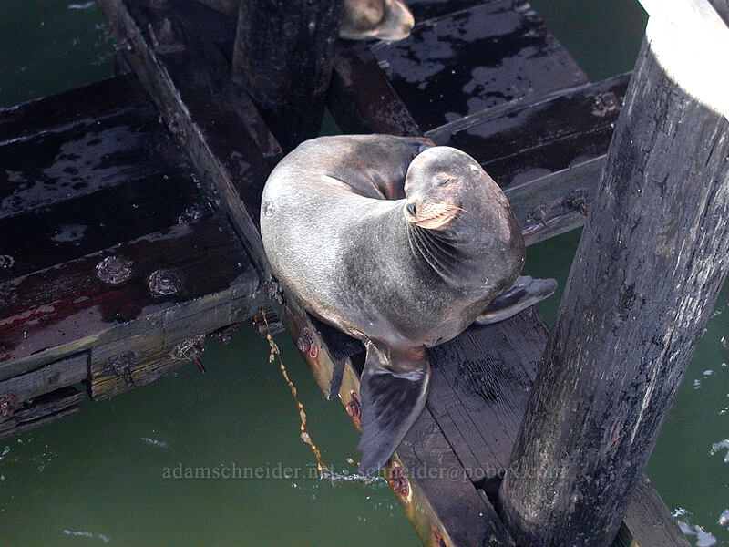 California sea lion (Zalophus californianus) [Santa Cruz Municipal Wharf, Santa Cruz, California]