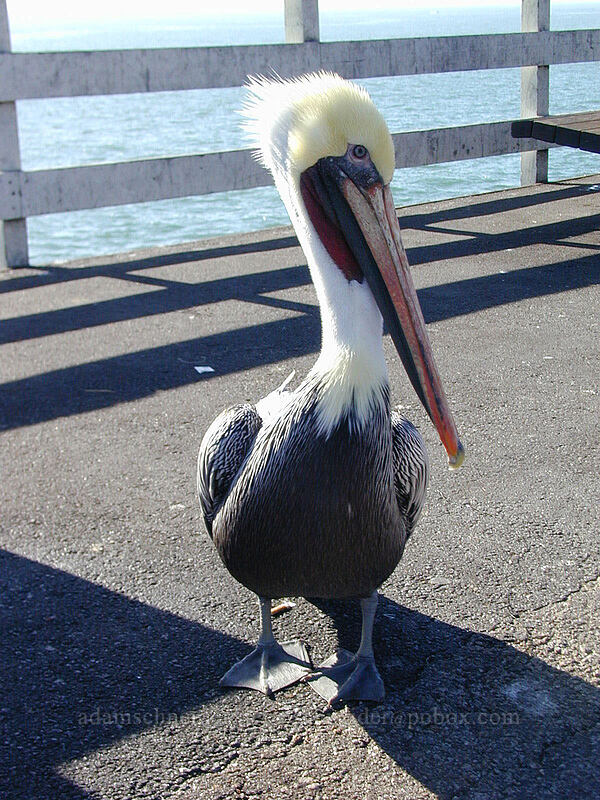 brown pelican (Pelecanus occidentalis) [Santa Cruz Municipal Wharf, Santa Cruz, California]