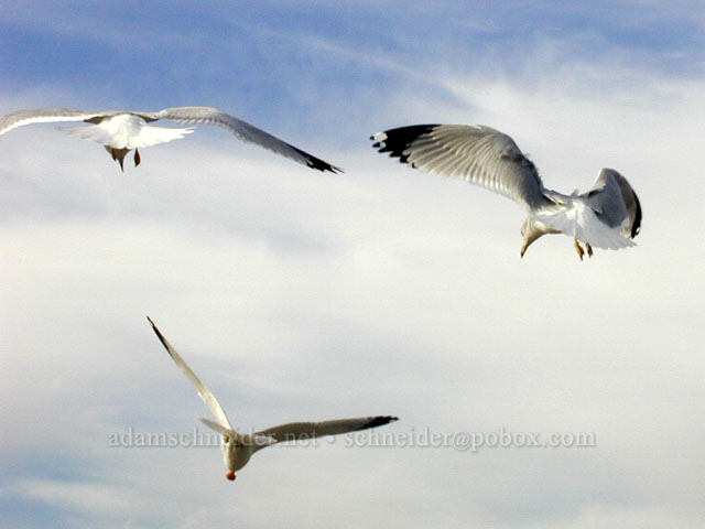 seagulls [Venice Beach, Los Angeles, California]