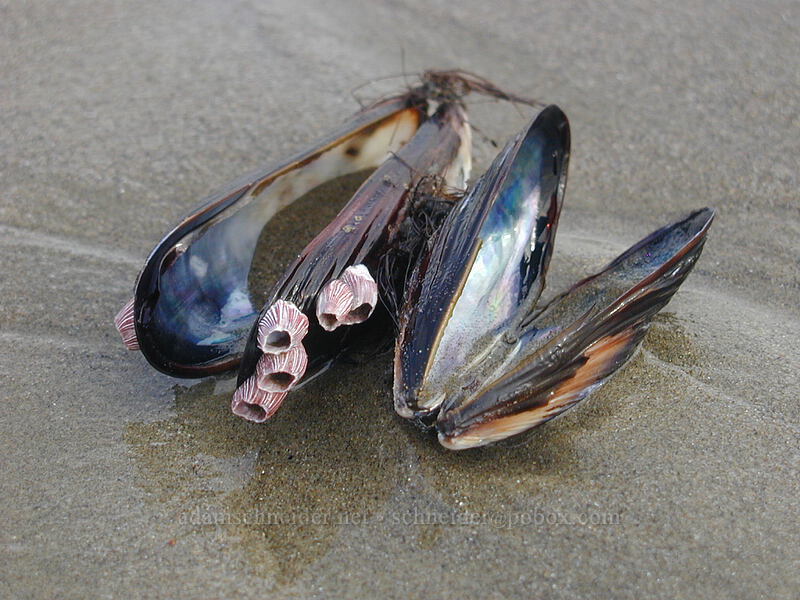 mussel shells [Venice Beach, Los Angeles, California]