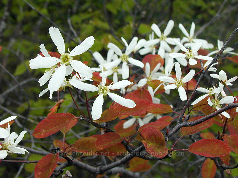 serviceberry blossoms (Amelanchier sp.) [Blueberry Hill, Cook County, Minnesota]