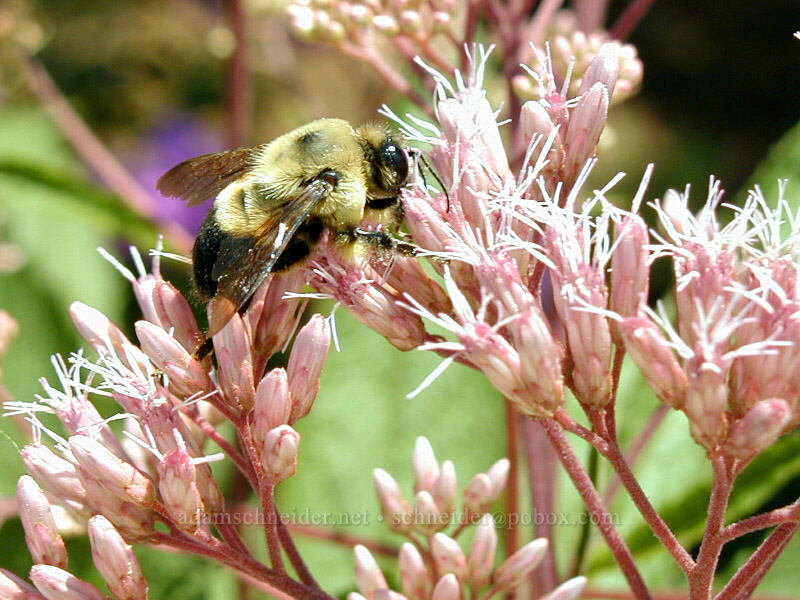 bumblebee & joe-pye weed (Bombus sp., Eutrochium sp.) [Smithsonian Butterfly Garden, Washington, DC]