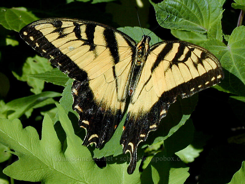 tiger swallowtail (Papilio glaucus) [Goodrich Ave., Saint Paul, Ramsey County, Minnesota]