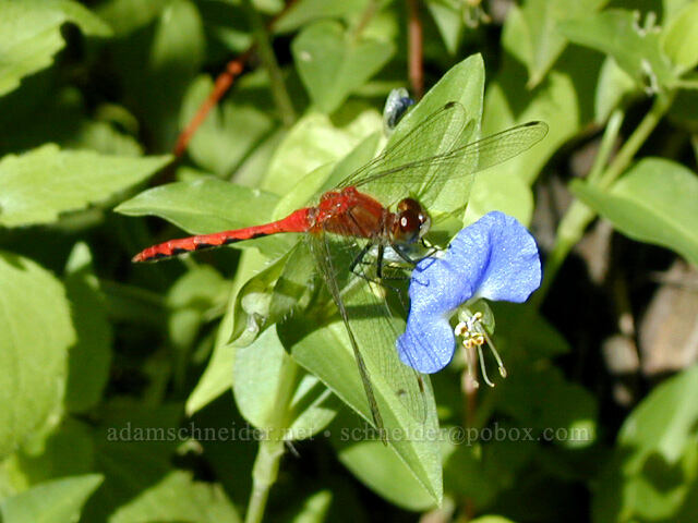white-faced meadowhawk dragonfly & Asiatic dayflower (Sympetrum obtrusum, Commelina communis) [Goodrich Ave., Saint Paul, Ramsey County, Minnesota]
