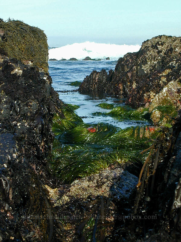 tidepools [Point Piños, Pacific Grove, Monterey County, California]
