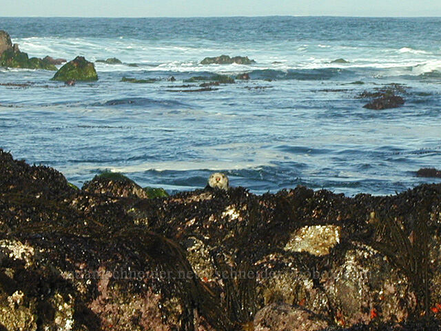 sea otter (Enhydra lutris) [Point Piños, Pacific Grove, Monterey County, California]