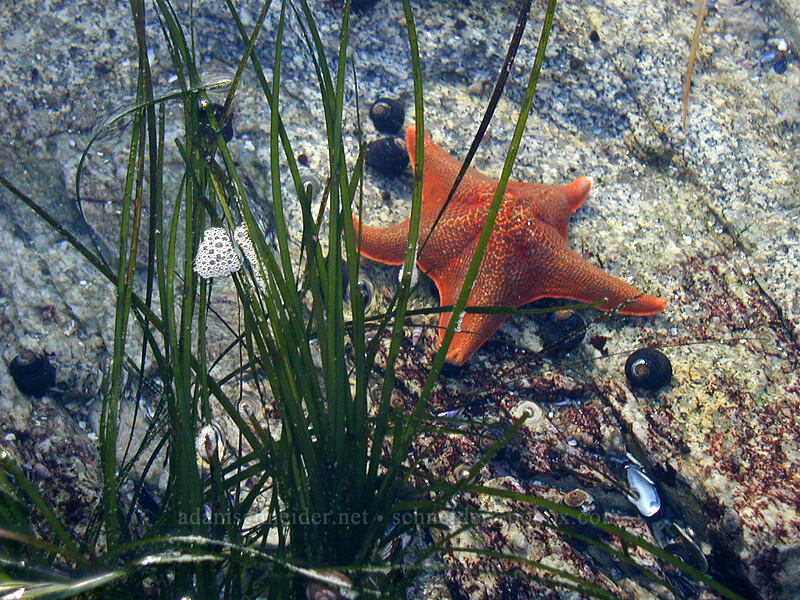 orange bat star (Patiria miniata) [Point Piños, Pacific Grove, Monterey County, California]