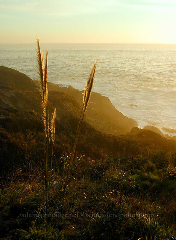 pampas grass at sunset [Highway 1, Big Sur, Monterey County, California]