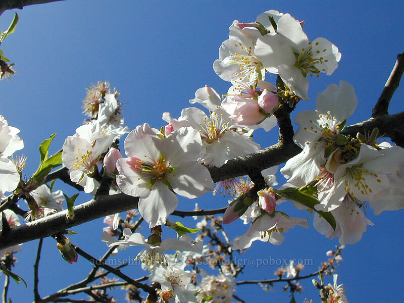 almond tree (Prunus amygdalus) [John Street, Santa Cruz, California]