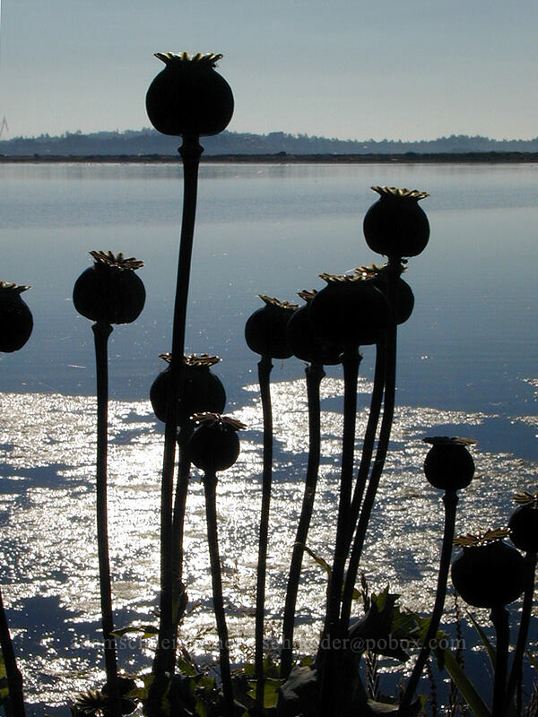 poppy heads (Papaver sp.) [Esquimalt Lagoon, Colwood, British Columbia, Canada]
