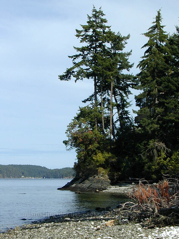 tall trees overlooking Colburne Passage [Land's End, North Saanich, British Columbia, Canada]