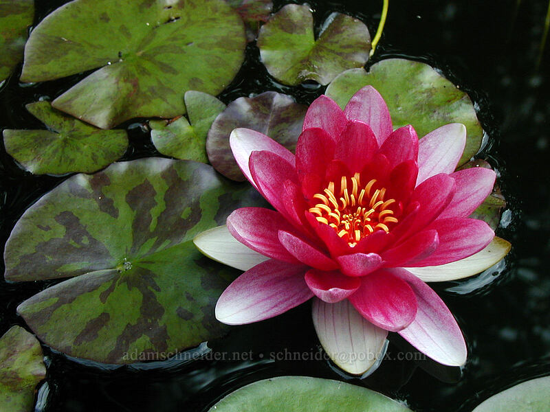 water lily [Hawthorne Place, North Saanich, British Columbia, Canada]