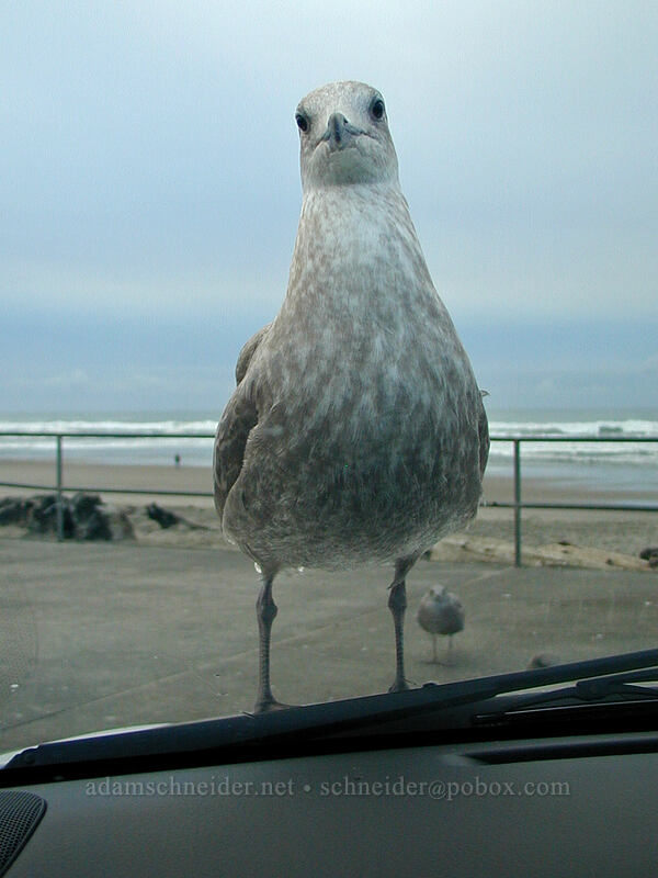 seagull on the hood of my rental car (Larus sp.) [D River State Park, Lincoln City, Lincoln County, Oregon]