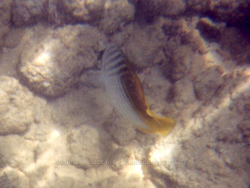 thread-fin butterflyfish (Chaetodon auriga) [Po'ipu Beach Park, Po'ipu, Kaua'i, Hawaii]