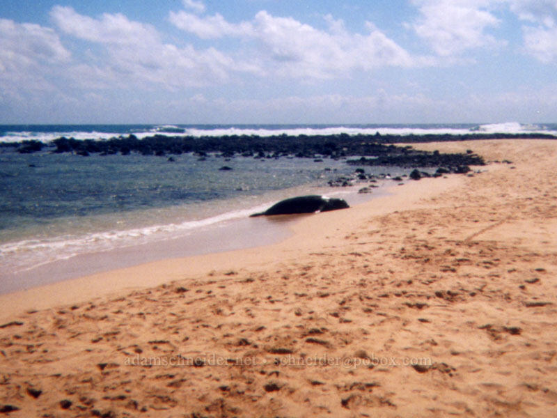 monk seal on the tombolo at Po'ipu Beach [Po'ipu Beach Park, Po'ipu, Kaua'i, Hawaii]