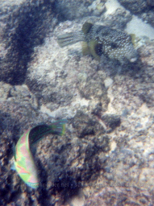 spotted pufferfish & surge wrasse (Arothron meleagris, Thalassoma purpureum) [Po'ipu Beach Park, Po'ipu, Kaua'i, Hawaii]