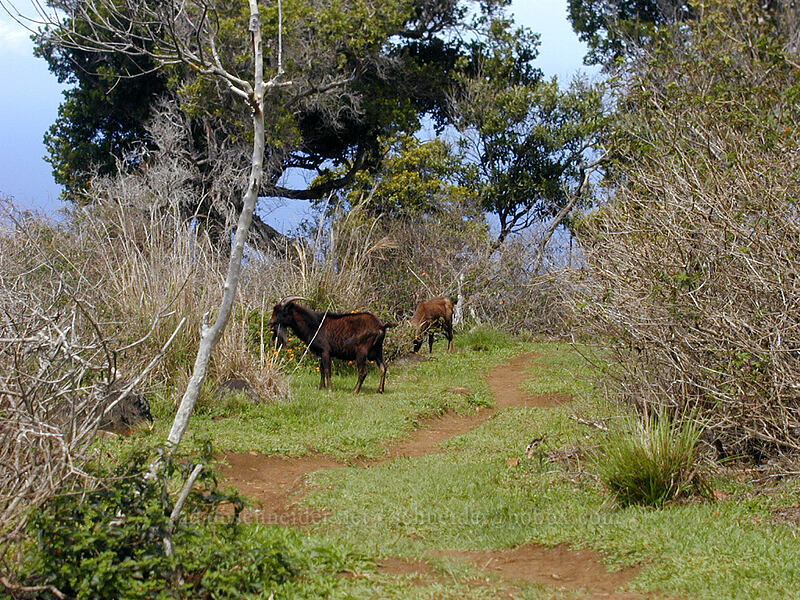 feral goats at the Awa'awapuhi Lookout [Awa'awaphui Trail, Koke'e State Park, Kaua'i, Hawaii]