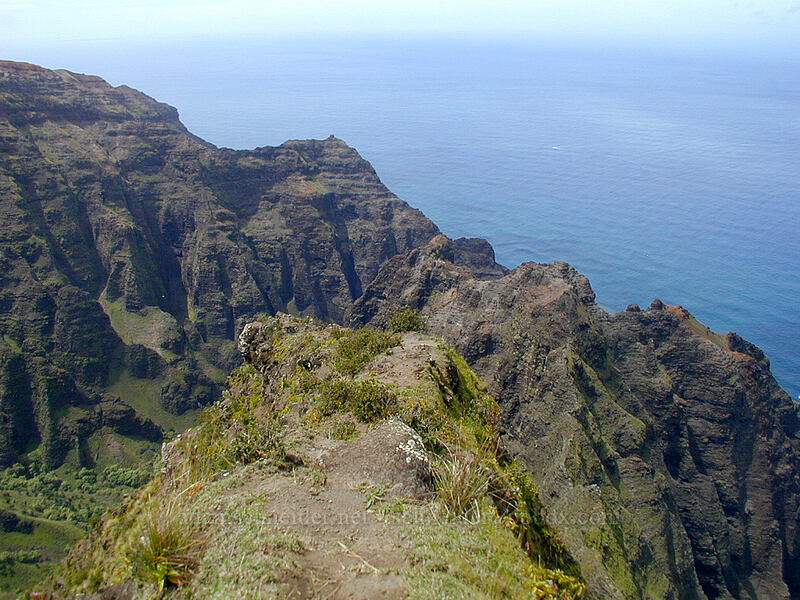 ridge between Nu'alolo and Awa'awapuhi Valleys [Awa'awaphui Trail, Koke'e State Park, Kaua'i, Hawaii]