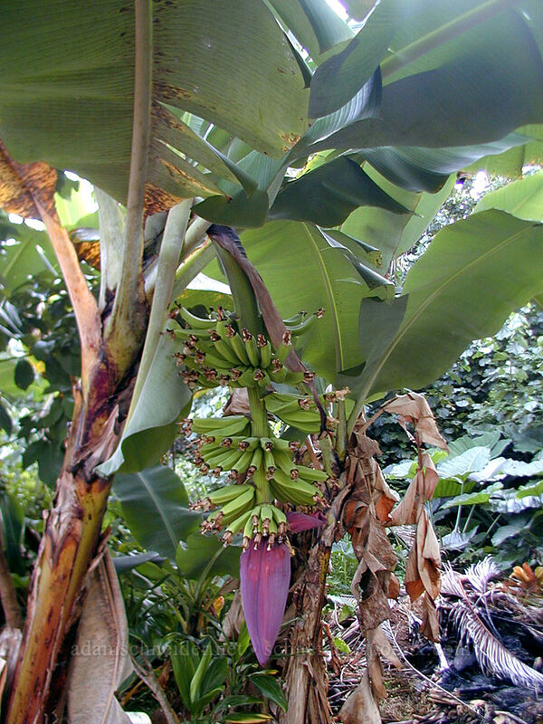 banana tree with flower and fruit (Musa sp.) [Glo Manor, Anini Beach, Kaua'i, Hawaii]