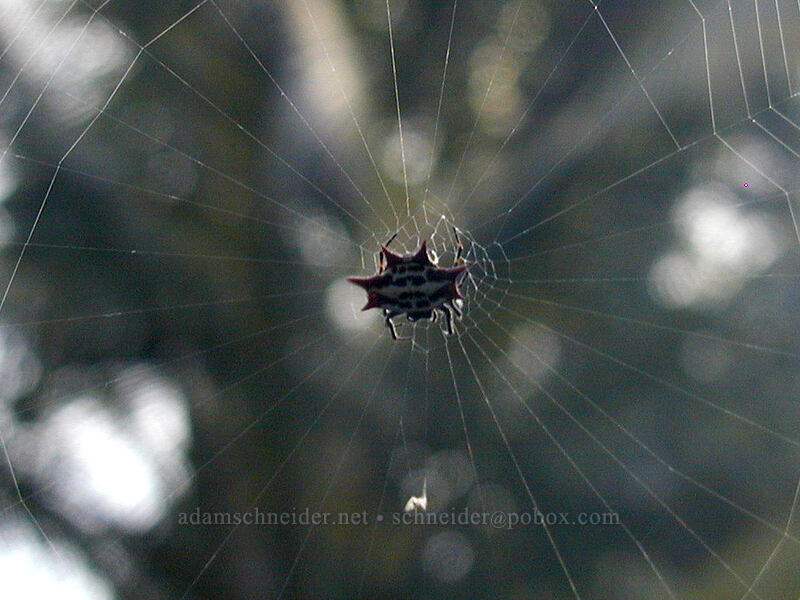 spiny-backed spider (Gasteracantha cancriformis) [Glo Manor, Anini Beach, Kaua'i, Hawaii]