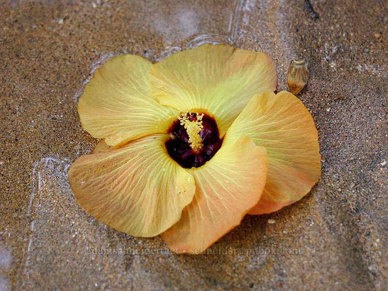 Hibiscus flower by Anini Stream [Anini Beach, Kalihiwai, Kaua'i, Hawaii]