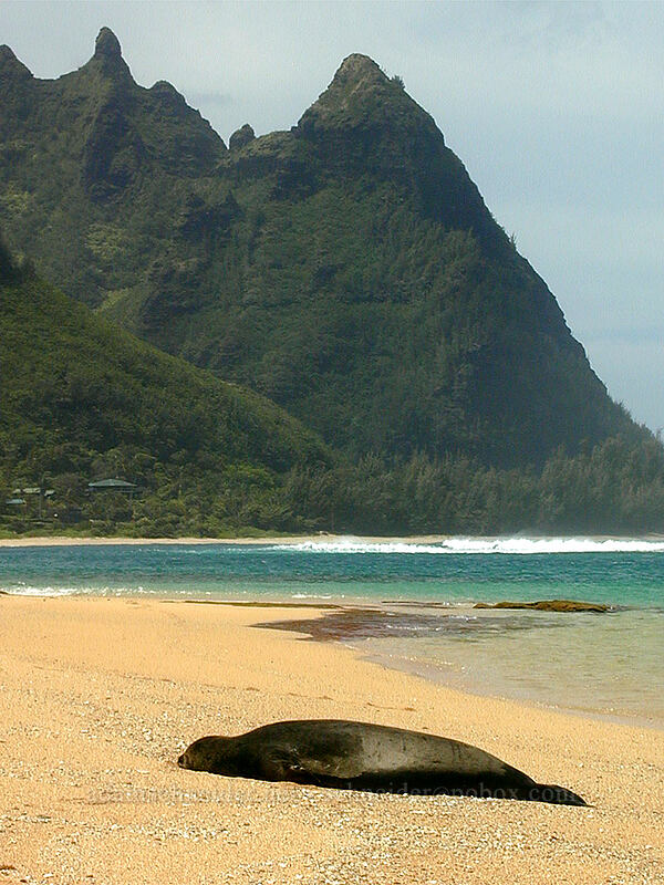 napping monk seal and Makana Peak (Neomonachus schauinslandi (Monachus schauinslandi)) [Tunnels Beach, Ha'ena, Kaua'i, Hawaii]