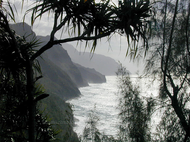 Na Pali coast through trees [Kalalau Trail, Na Pali Coast State Park, Kaua'i, Hawaii]