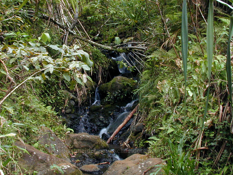 anonymous stream, 1/2 mile from Hanakapi'ai Valley [Kalalau Trail, Na Pali Coast State Park, Kaua'i, Hawaii]
