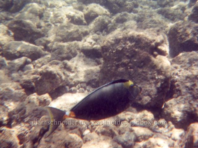 Orangespine unicornfish. , Kaua'i