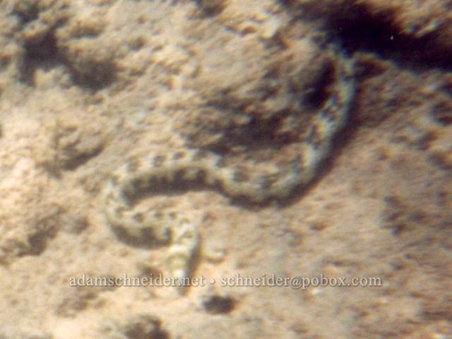 Snowflake moray eel. , Kaua'i