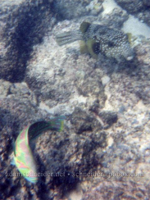 Pufferfish and surge wrasse. , Kaua'i