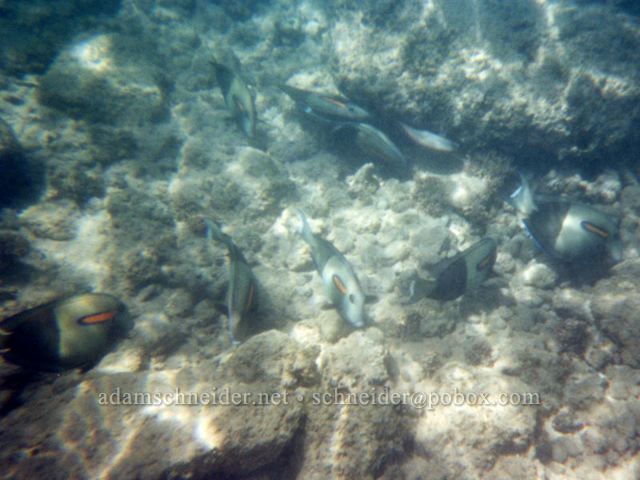 Orangebar surgeonfish. , Kaua'i