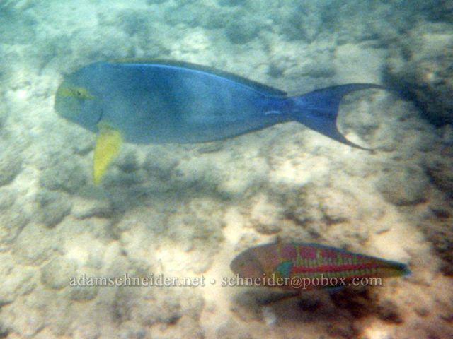 Yellowfin surgeonfish and christmas wrasse. , Kaua'i