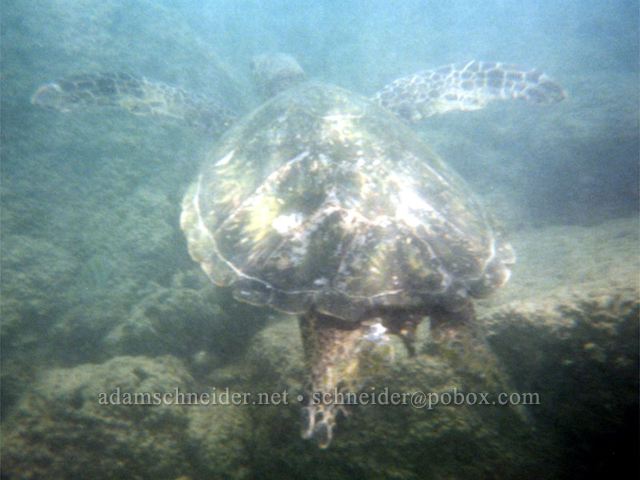 Sea turtle. , Kaua'i