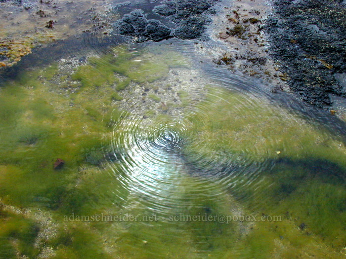 bubbles coming up through a pool [Mokolea Point, Kilauea, Kaua'i, Hawaii]
