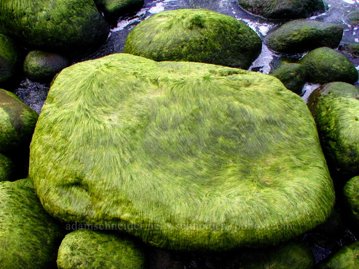 seaweed-covered rock [Hanakapi'ai Beach, Na Pali Coast, Kaua'i, Hawaii]