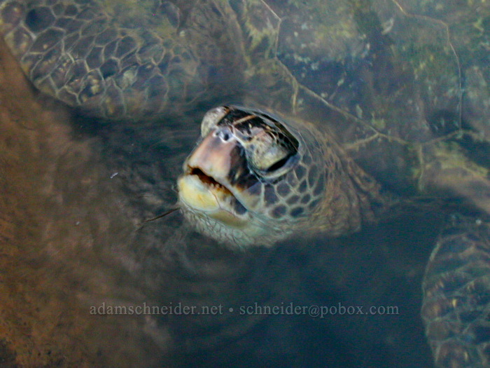sea turtle (Chelonia mydas) [Koloa Landing, Po'ipu, Kaua'i, Hawaii]