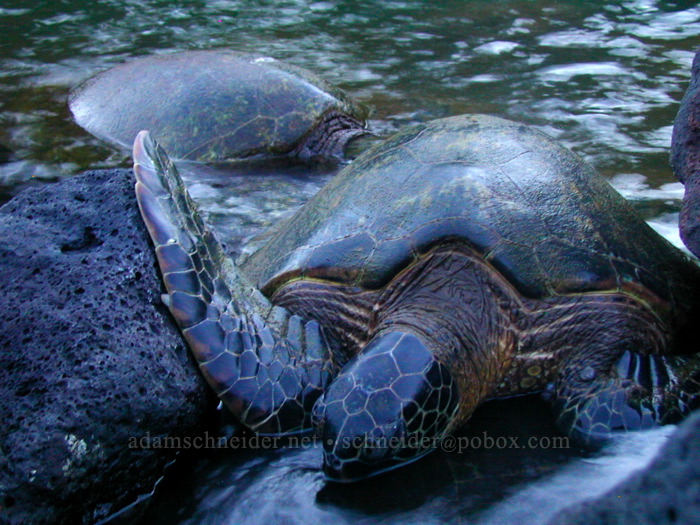 sea turtles (Chelonia mydas) [Koloa Landing, Po'ipu, Kaua'i, Hawaii]
