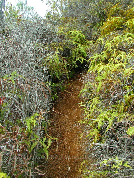 scratchy uluhe ferns [Honopu Trail, Na Pali Coast, Kaua'i, Hawaii]
