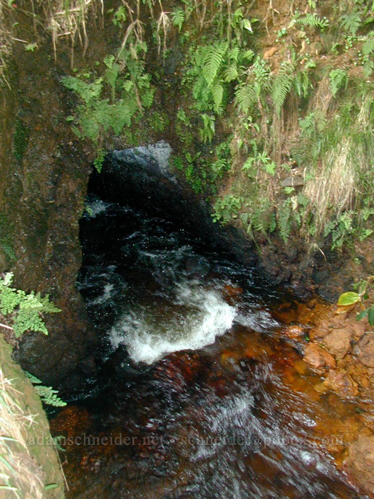 stream flowing underground [Po'omau Canyon Ditch Trail, Koke'e State Park, Kaua'i, Hawaii]