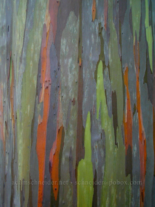 rainbow gum tree (Eucalyptus deglupta) [Keahua Arboretum, Wailua Valley, Kaua'i, Hawaii]
