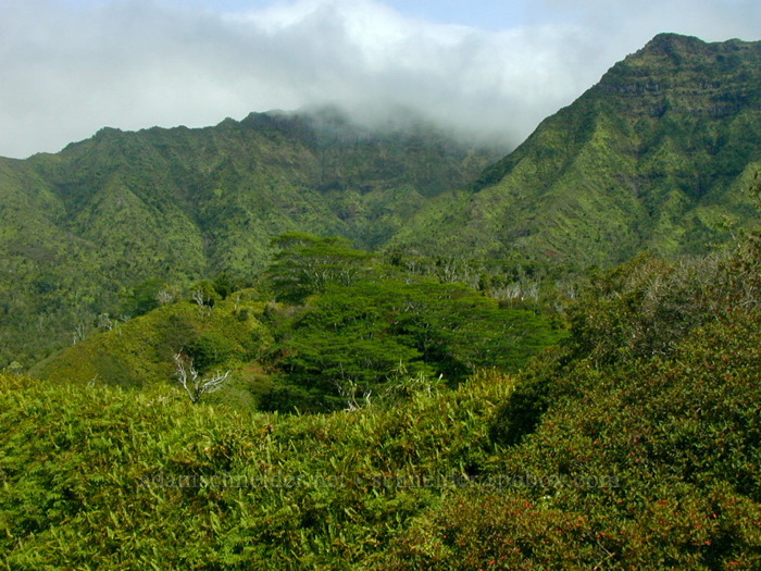 forested ridges [Kuilau Ridge Trail, Makaleha Mountains, Kaua'i, Hawaii]