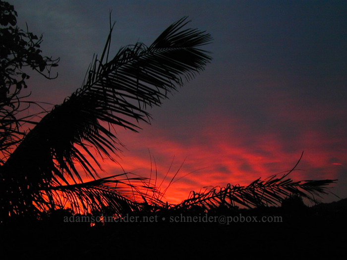 palm trees at sunset [Wawae Road, Kalaheo, Kaua'i, Hawaii]