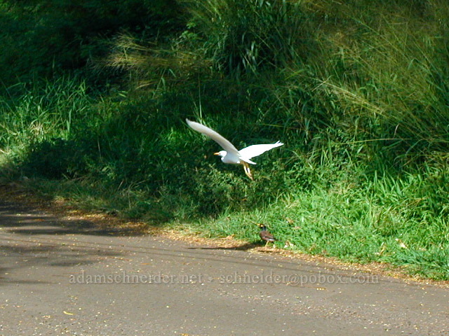 cattle egret & myna bird (Bubulcus ibis, Acridotheres tristis) [Wawae Road, Kalaheo, Kaua'i, Hawaii]