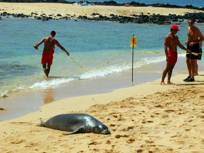 lifeguards setting up ropes around the monk seal (Neomonachus schauinslandi (Monachus schauinslandi)) [Po'ipu Beach Park, Po'ipu, Kaua'i, Hawaii]