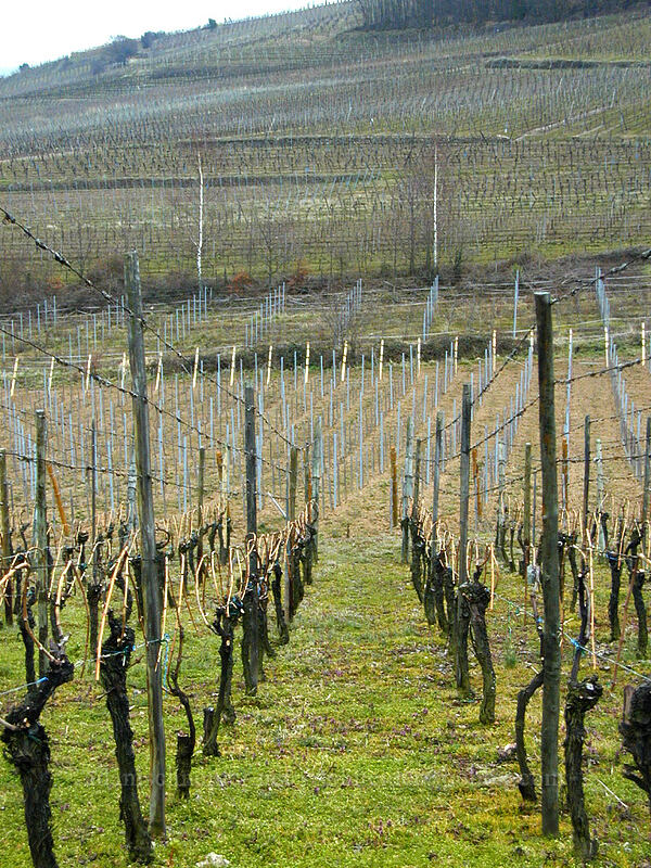 vineyards [Croix de Meywihr trail, Ammerschwihr, Haut-Rhin, France]
